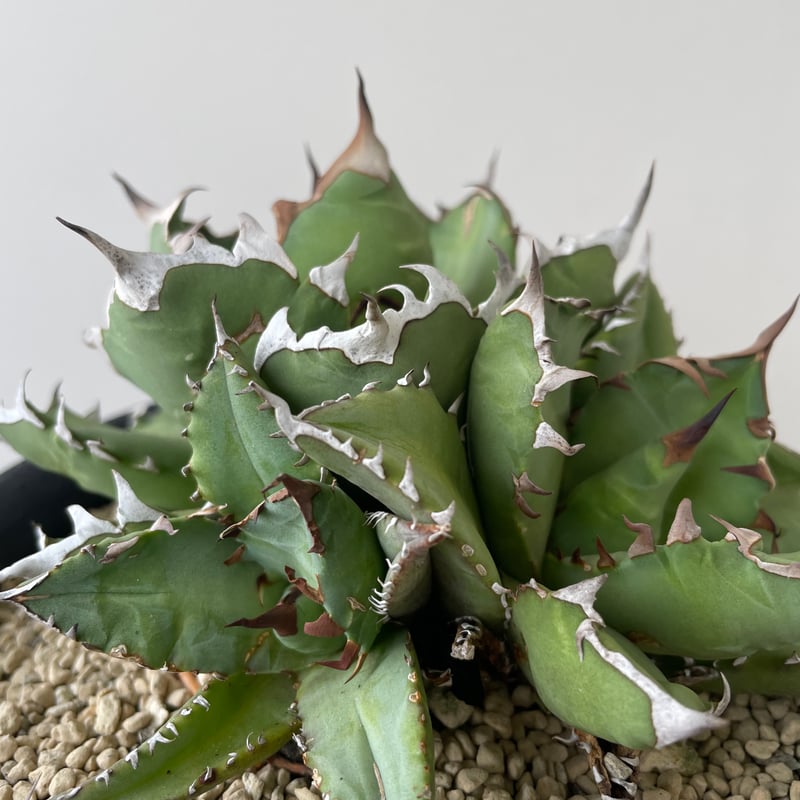 新着】Agave titanota triple head【極上品の大株】 アガベ チタノタ