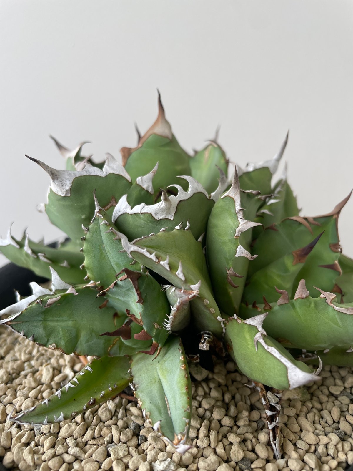 新着】Agave titanota triple head【極上品の大株】 アガベ チタノタ