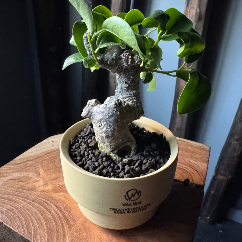 新着】Ficus microcarpa × VALIEM GHOST【ガジュマル 琉球盆栽】