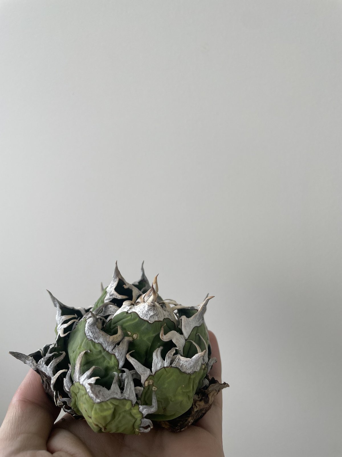 ☆A-23 手の平サイズ アガベ オアハカ オテロイ ワイルド株 ベアルート ☆A-23 手の平サイズ アガベ オアハカ オテロイ ワイルド株 ベアルート