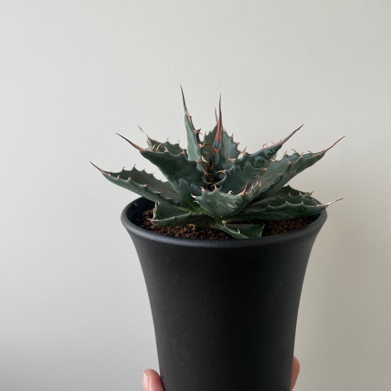 新着・長野県産】Agave Montana【カッコ良さ抜群・耐寒性最強 新着・長野県産】Agave Montana【カッコ良さ抜群・耐寒性最強
