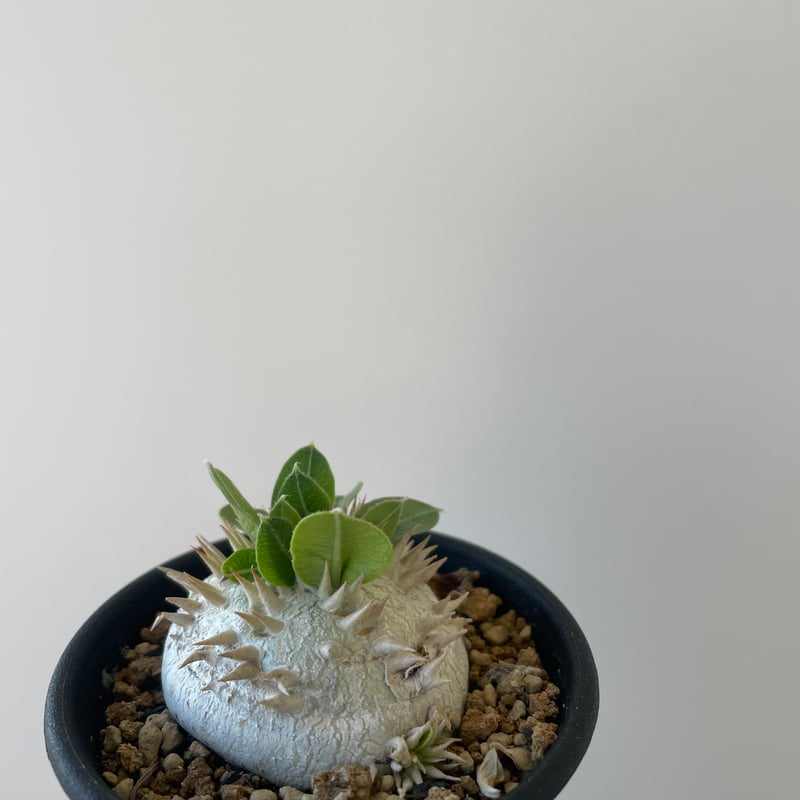 新着】Pachypodium brevicaule 1 恵比寿笑い 【黄色花が可愛い 新着】Pachypodium brevicaule 1 恵比寿笑い 【黄色花が可愛い