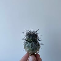 新着】Copiapoa cinerea × VALIEM GHOST【俺の黒王丸】コピアポア