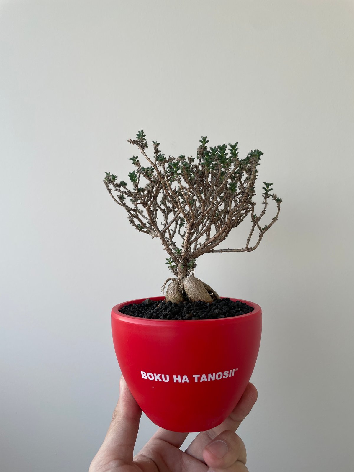 新着】 姫紅小松 × ボクタノ鉢 1【南アフリカ原産の洋風盆栽】トリコ