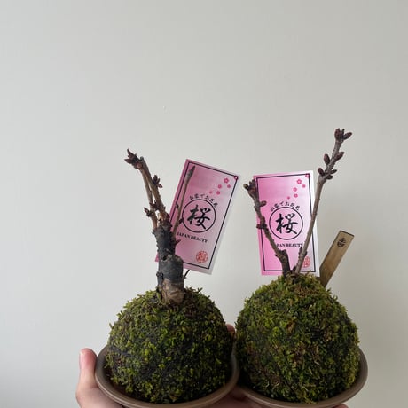 桜 苔玉【ランダム配送】来週中の発送になります