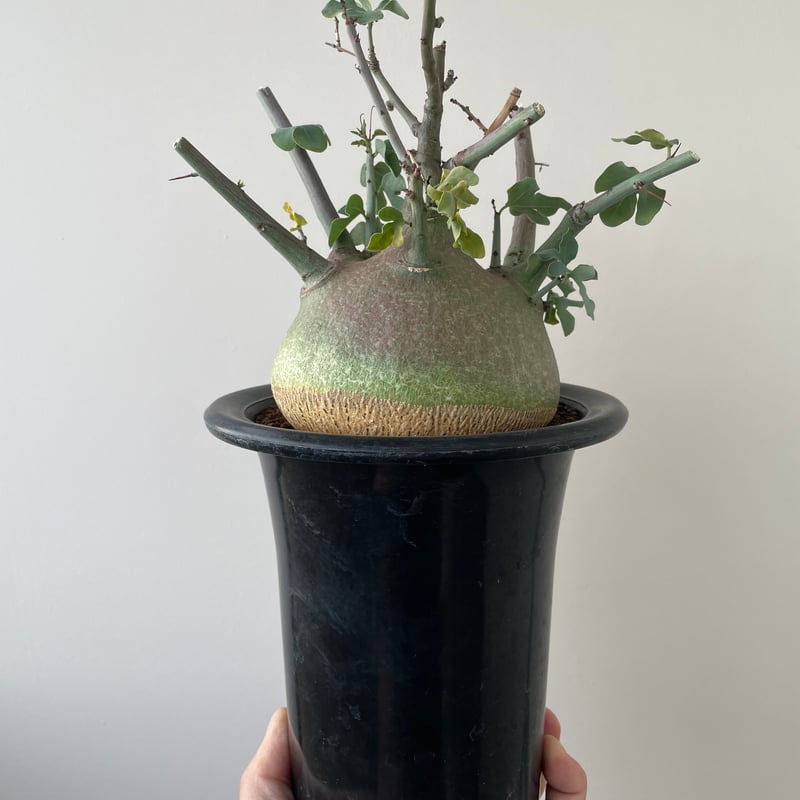 Adenia spinosa アデニア スピノーサ 美しく 手乗り 現地球 発根済み 