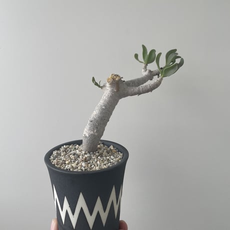 【新着】Othonna furcata × VALIEM WARP 【白肌美しい冬型の塊根植物・Ssize】オトンナ フルカタ
