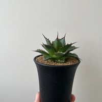 新着】Agave titanota 雷雪【N PLANTS産の極上苗】アガベ チタノタ |