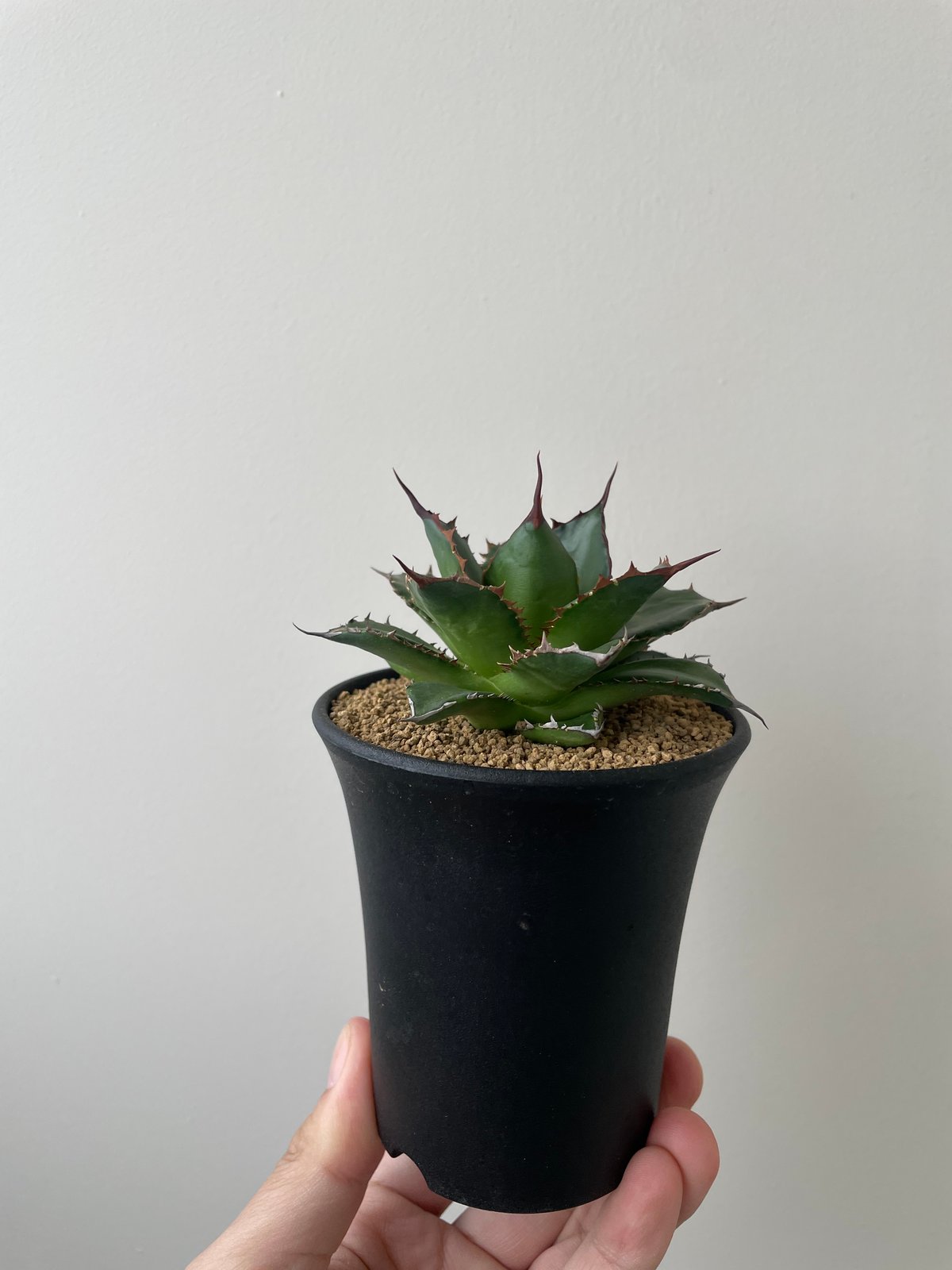 新着】Agave Horrida 1 【間違えなく美しい優良株・国内実生苗