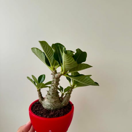 国内実生 バロニー ウィンゾリー hyb 6株 パキポディウム バロニー×ウィンゾリー 国内実生