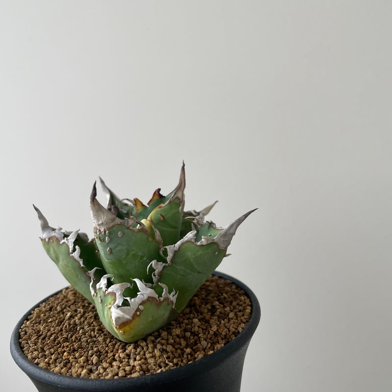 アガベ オテロイ 実生 選抜株 Agave オテロイ実生株 2022 選抜 – THE CORE