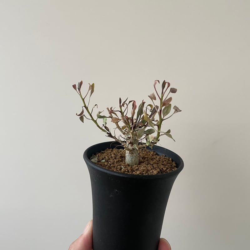 新着】Fouquieria columnaris 観峰玉【バランス良しな冬型塊根