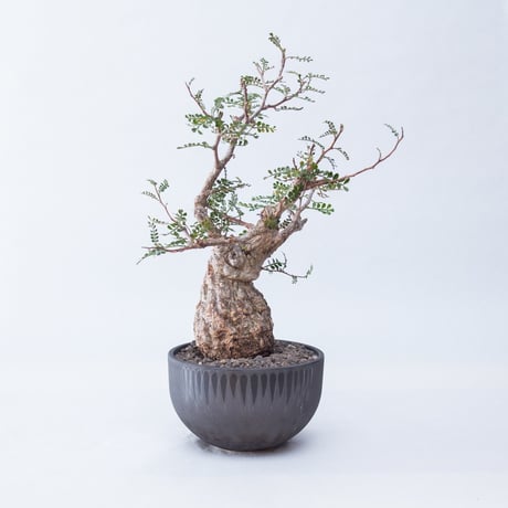 オペルクリカリア・デカリーさんの挿し木と根差しと親株。｜園芸日記