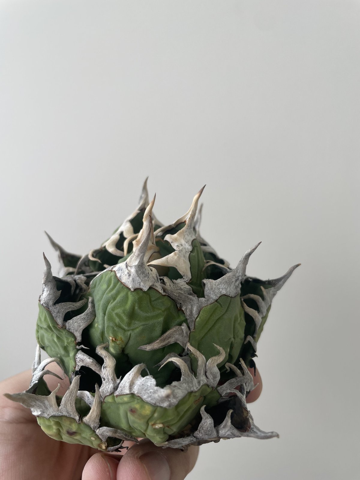 アガベ・オアハカオテロイ現地輸入ベアルート株 発根済 こし 