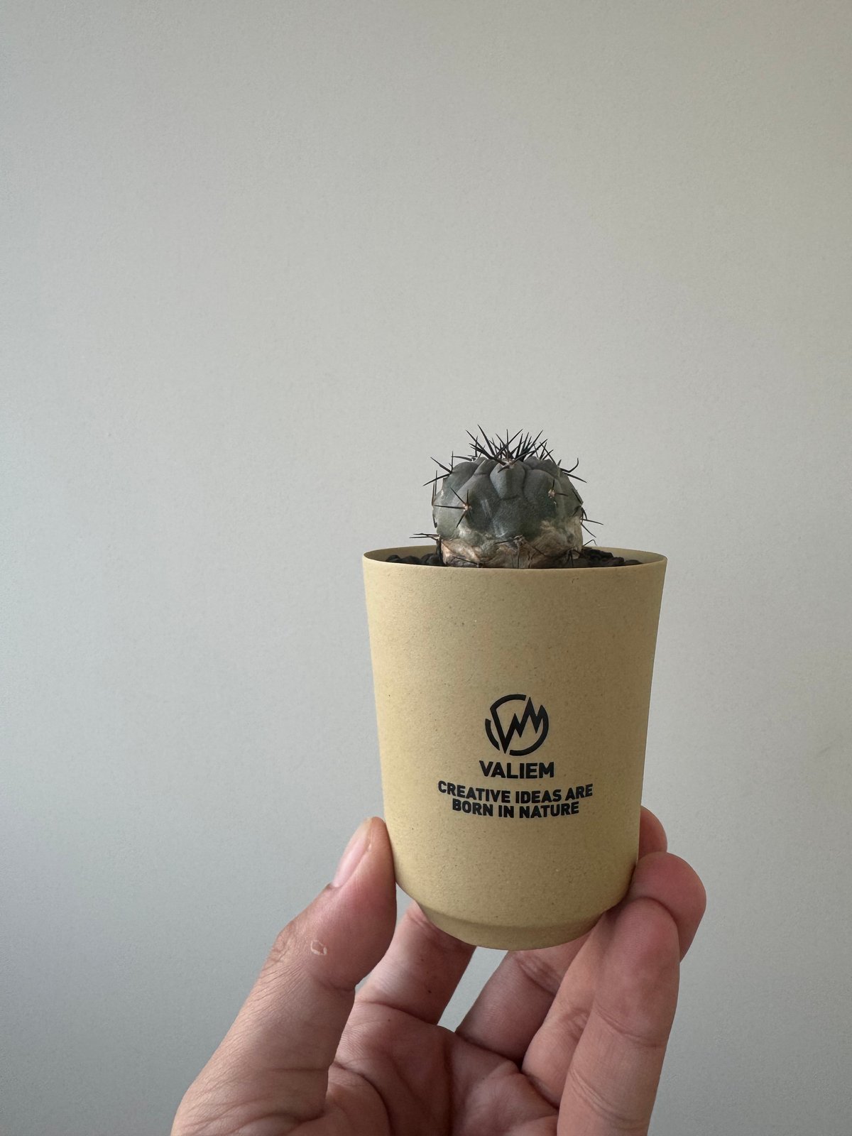 黒王丸　VALIEM 鉢付き 新着】Copiapoa cinerea × VALIEM GHOST【俺の黒王丸】コピアポア