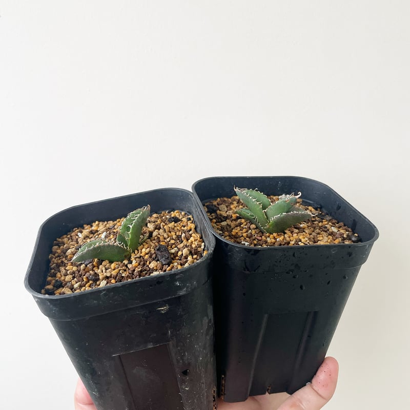 発根済 アガベ スーパーチタノタ 分厚く cactus green カクタスグリーン