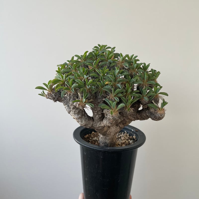 新着】Euphorbia guillauminiana【ぎっしり詰まった塊根植物】 ユーフォ