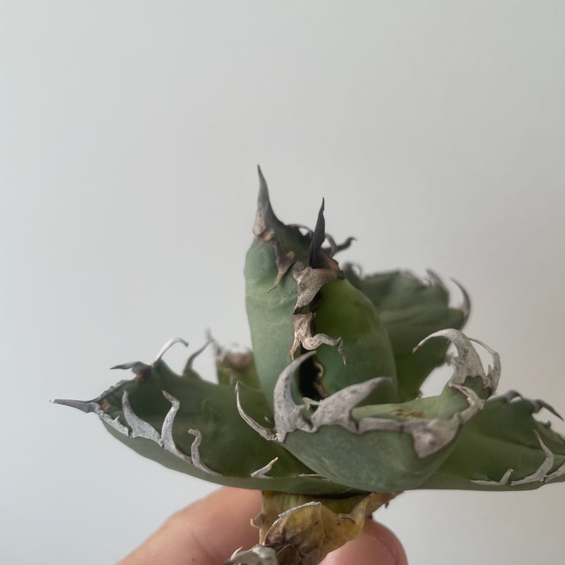 新着】Agave titanota Hades 1【台湾・TONYトニー】アガべ チタノタ
