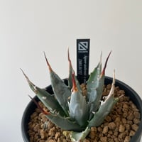 新着】Agave titanota【最高の国内TC苗】アガベ チタノタ 白鯨