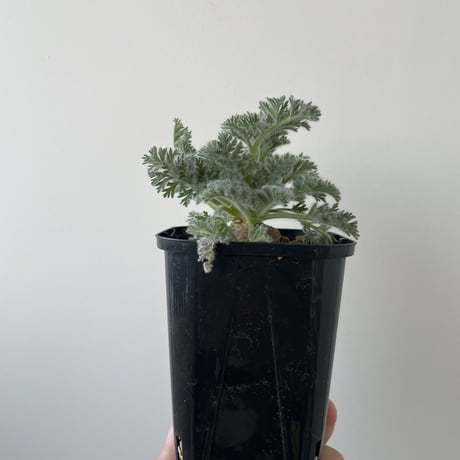 【新着】Pelargonium appendiculatum 7【コスパ良し・冬型の塊根植物】ペラルゴニウム アッペンディクラツム