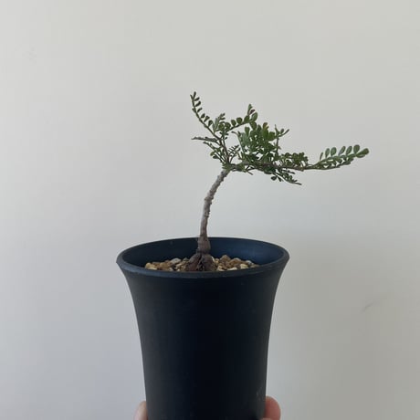 【新着】Operculicarya hirsutissima 1 【レア品種の塊根植物】オペルクリカリア ヒルスティッシマ