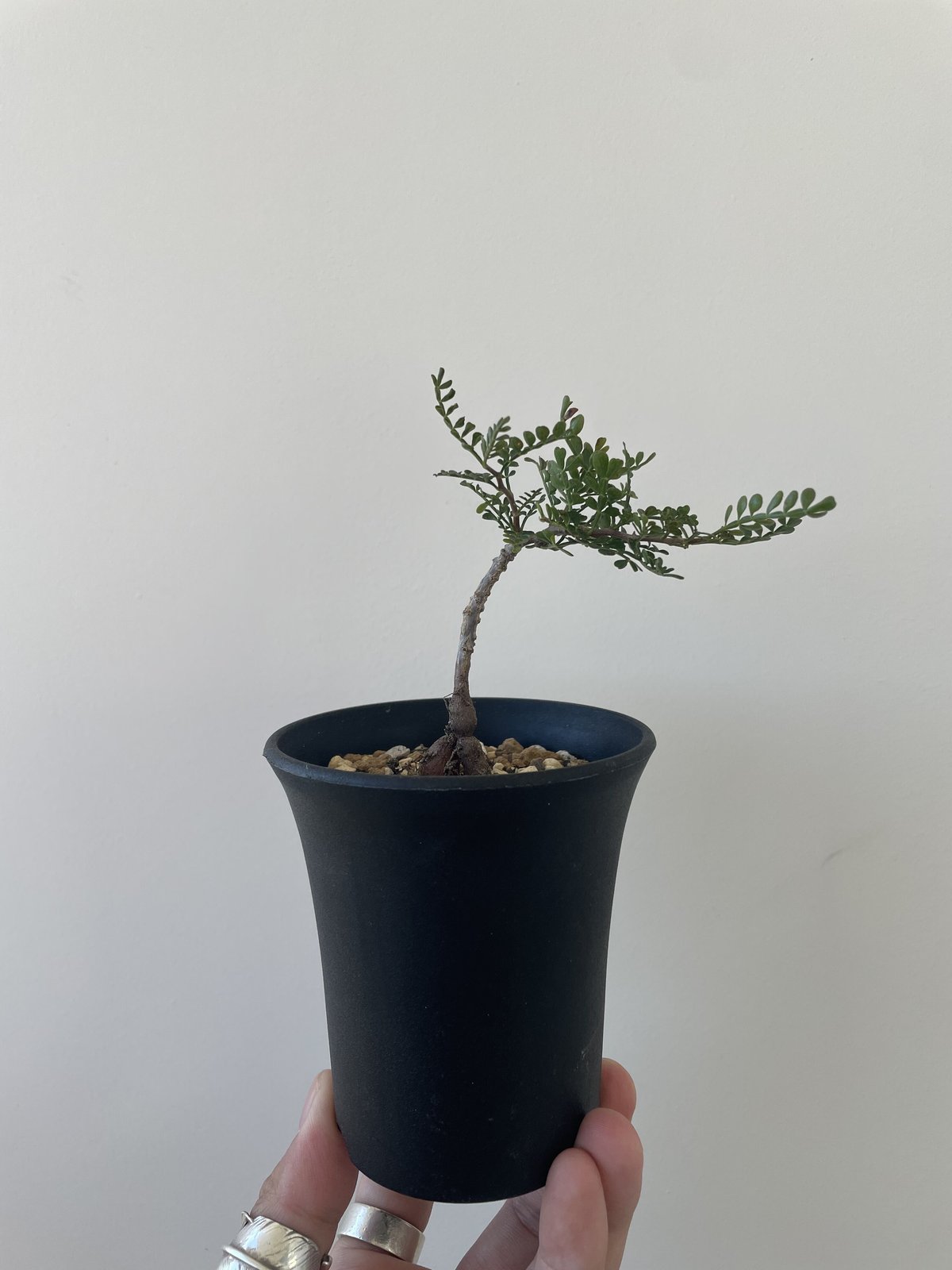 新着】Operculicarya hirsutissima 1 【レア品種の塊根植物】オペル...