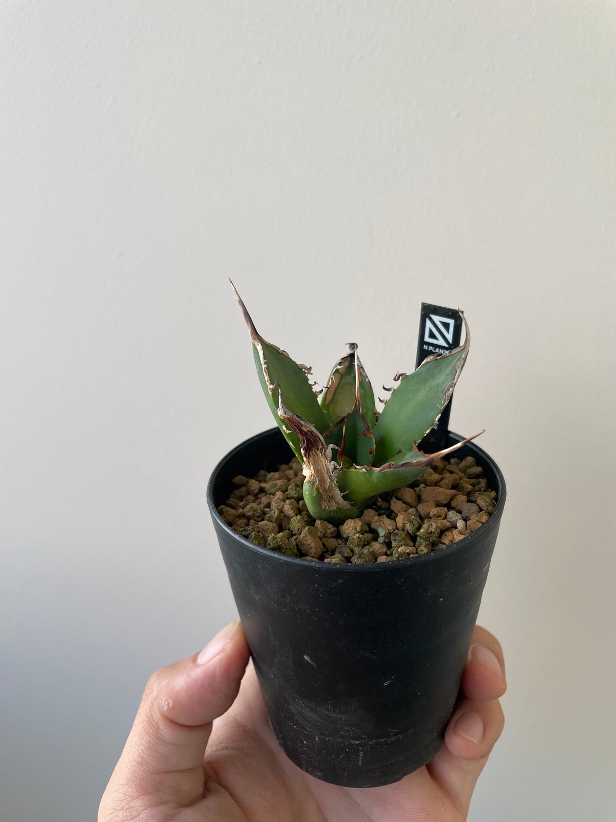 新着】Agave titanota 雷雪【N PLANTS産の極上苗】アガベ チタノタ |