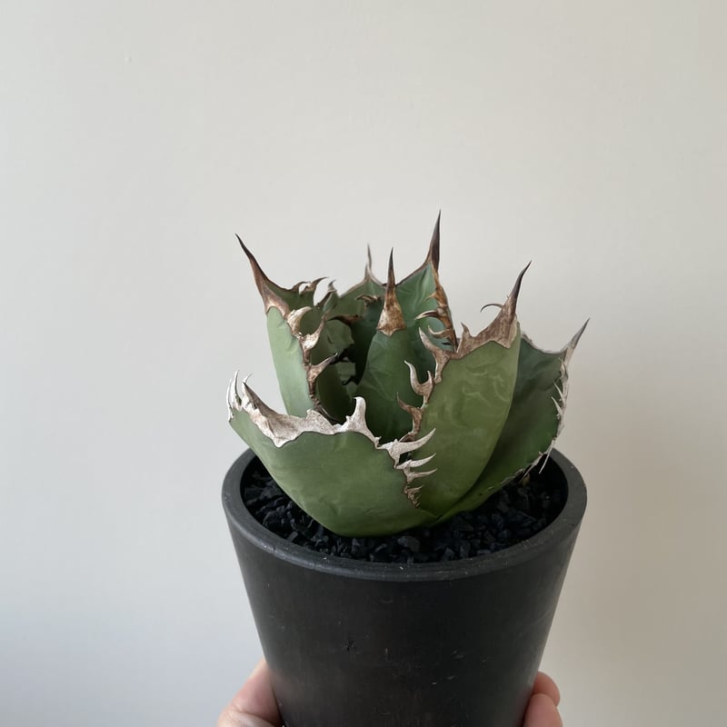 新着】Agave oteroi 【選抜された上品な血統】国産実生 アガベ