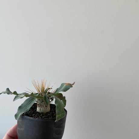 【新着】Pachypodium namaquanum × VALIEM BITTER 【冬型の激レア品種】パキポディウム ナマクアナム 光堂