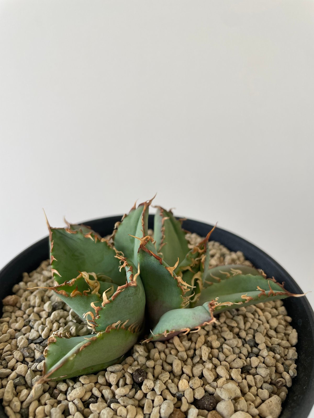 新着】Agave titanota filigree【特選のダブルヘッド】アガベ チタノタ