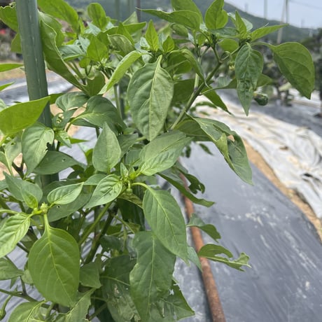 飲食店さまにおススメ　いきいき五島のお野菜便L