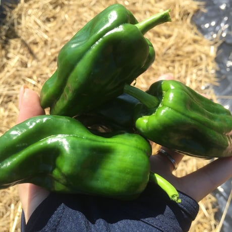 飲食店さまにおススメ　いきいき五島のお野菜便L