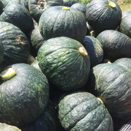 飲食店さまにおススメ　いきいき五島のお野菜便L