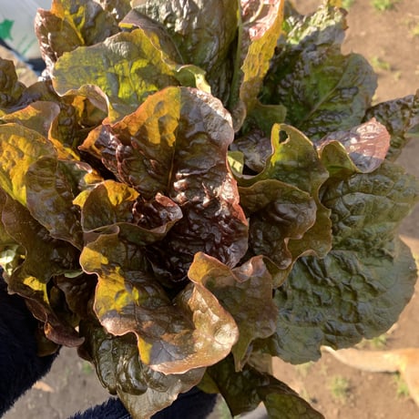 飲食店さまにおススメ　いきいき五島のお野菜便L