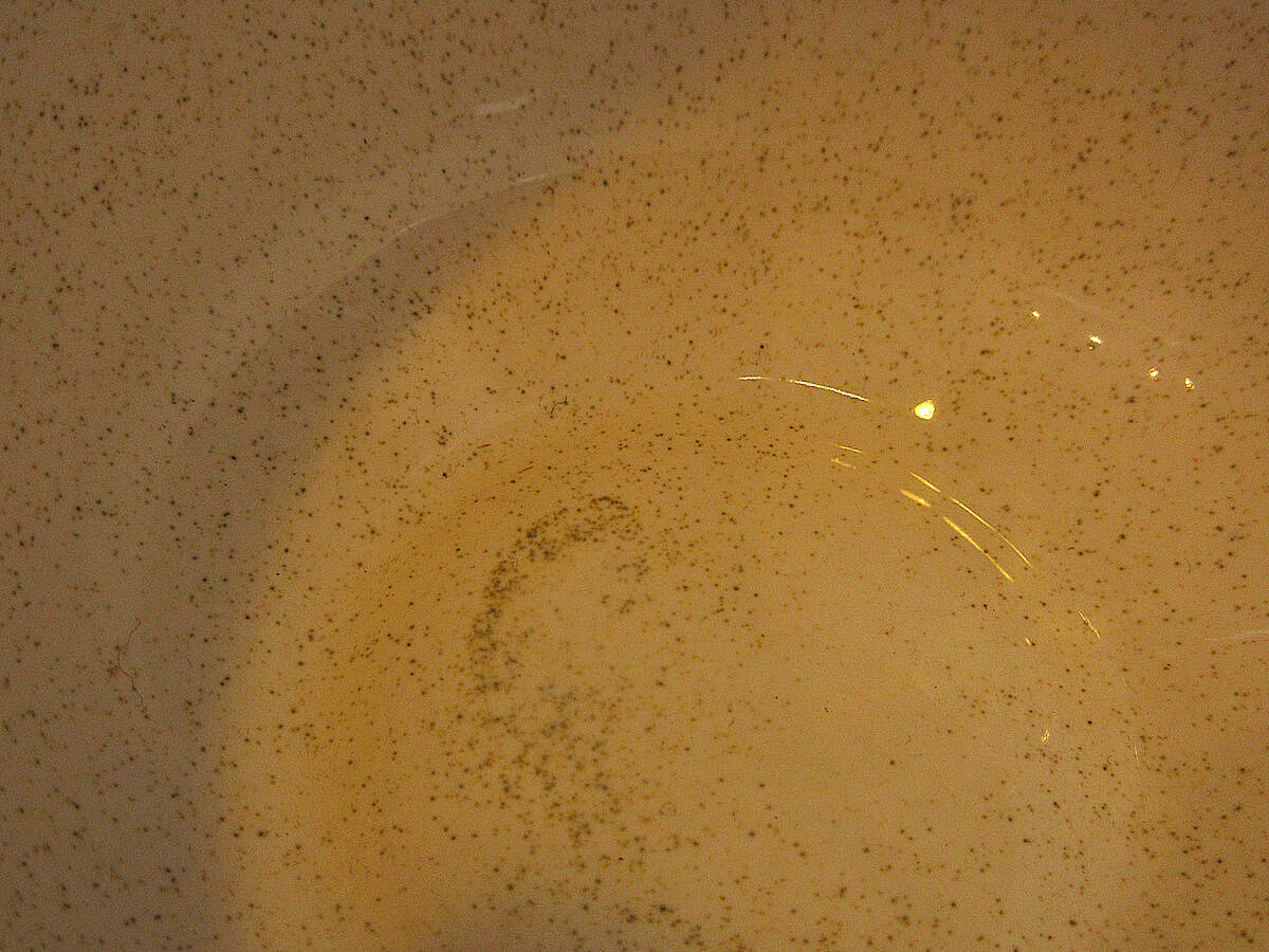 ビンテージ50's○FRANCISCANスターバーストカップ＆ソーサーA