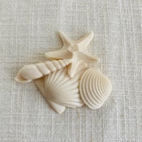 アイボリーコレクションシェル