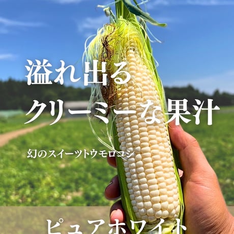 ご予約第一弾！ピュアホワイト　日本一のとうもろこし！