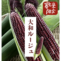 去年大好評　 大和ルージュ魅惑なとうもろこし