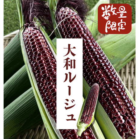 去年大好評　 大和ルージュ魅惑なとうもろこし