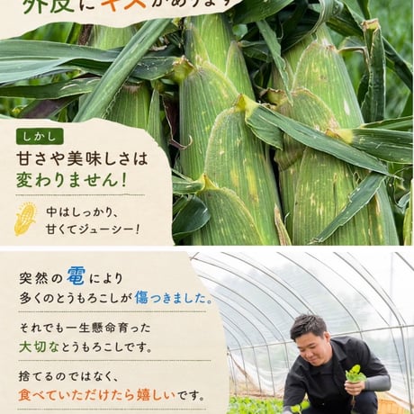 【数理限定】　雹もろこし　〜雹にも負けず〜　品種はお選び頂けません
