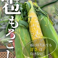 【数理限定】　雹もろこし　〜雹にも負けず〜　品種はお選び頂けません