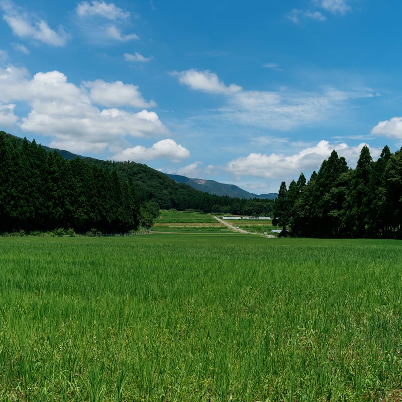 有機JAS】令和7年新米 山の水で育てたお米【オーガニックいのちの壱