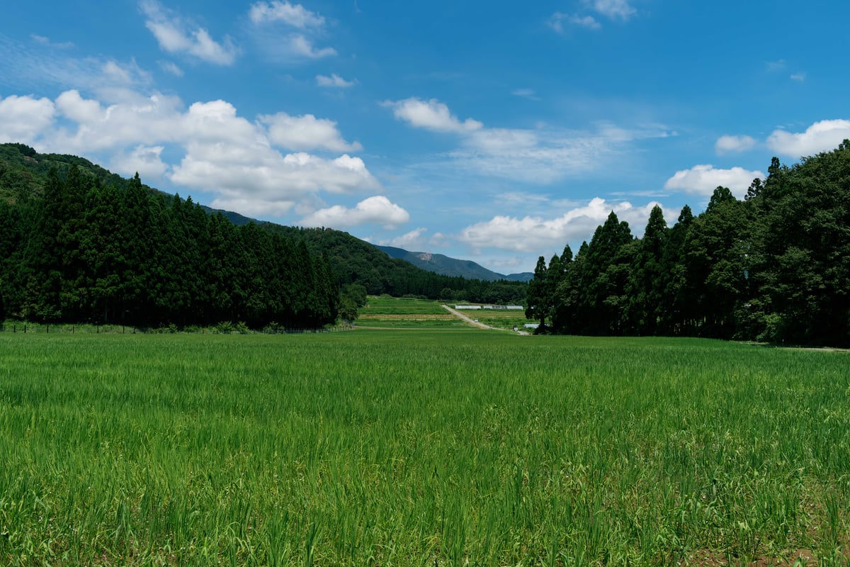 有機JAS】令和7年新米 山の水で育てたお米【オーガニックいのちの壱