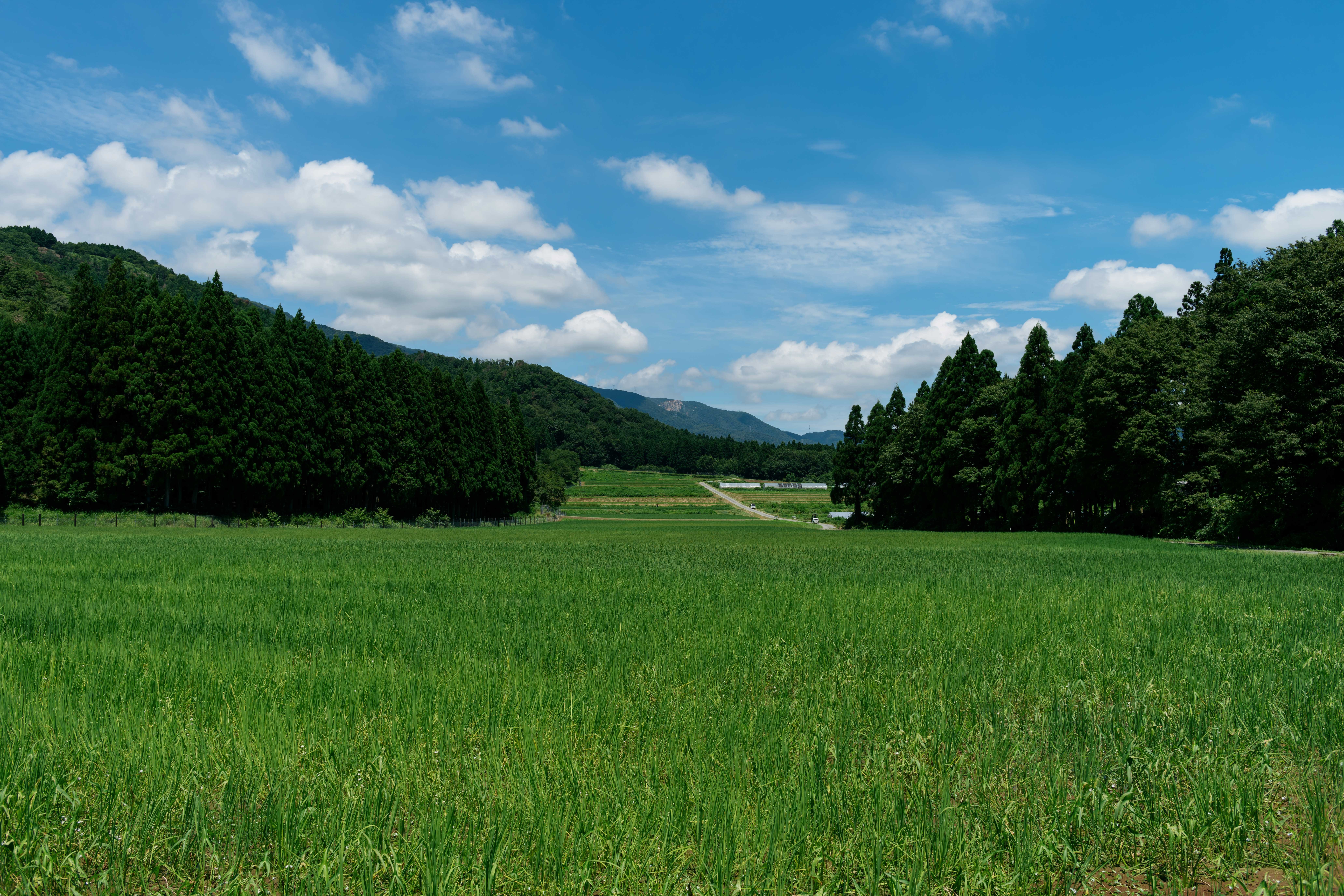 有機JAS】令和7年新米 山の水で育てたお米【オーガニックいのちの壱