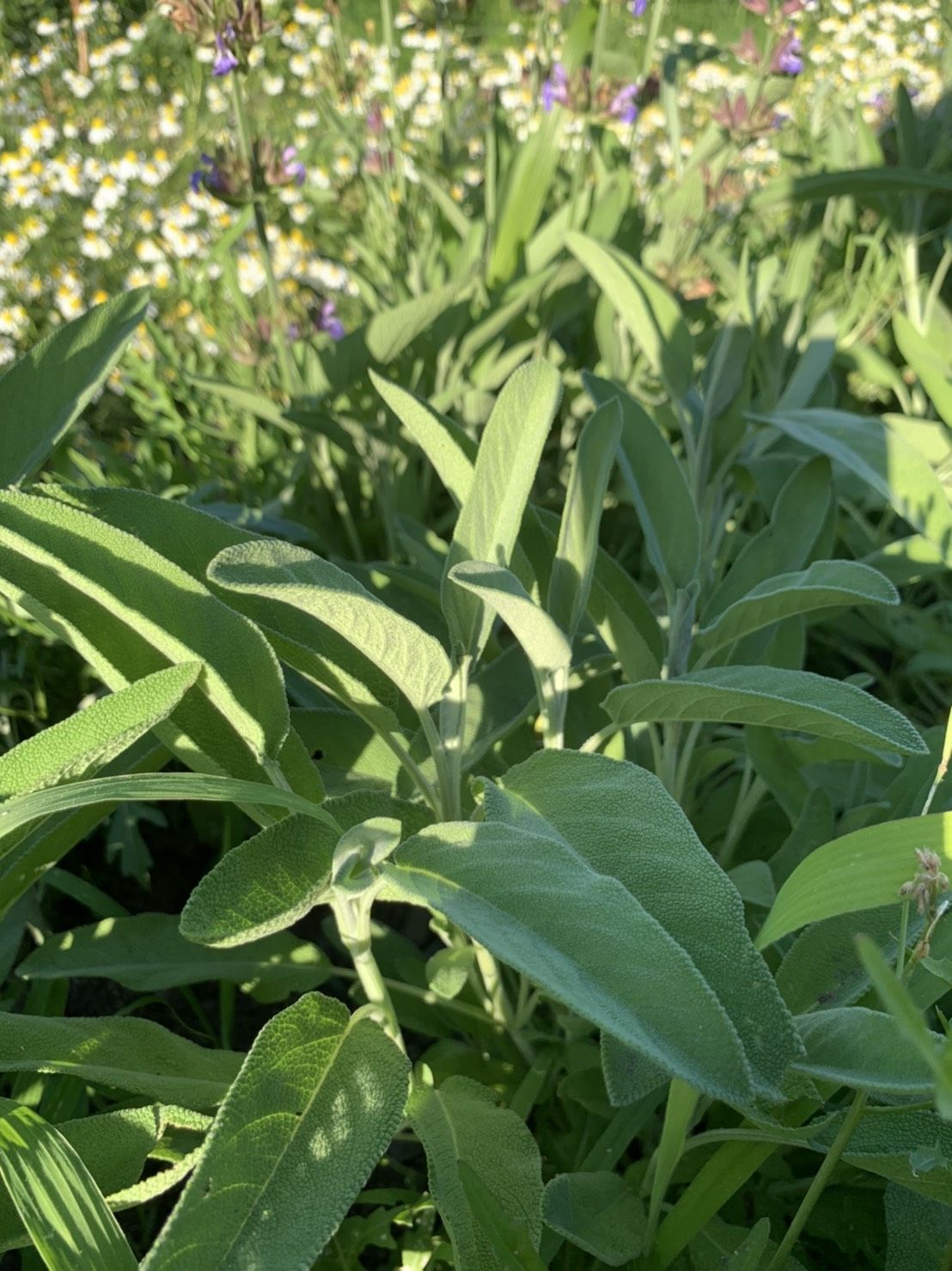 農家直送 里山育ちの無農薬ハーブ＆エディブルフラワーセット
