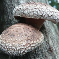 【有機JAS認証】農家直送 里山育ちの肉厚原木椎茸2kgセット オーガニック