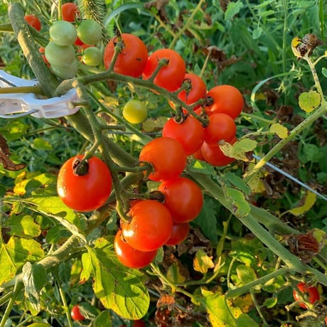 農家直送 里山育ちの無農薬野菜セット【Mサイズ】