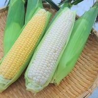 【有機JAS認証】農家直送 里山育ちの無農薬とうもろこし【おおもの】 10本セット