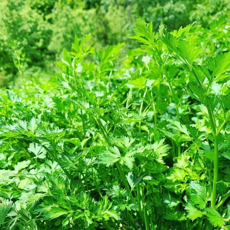 【有機JAS認証】農家直送 里山育ちの無農薬野菜セット【Sサイズ】