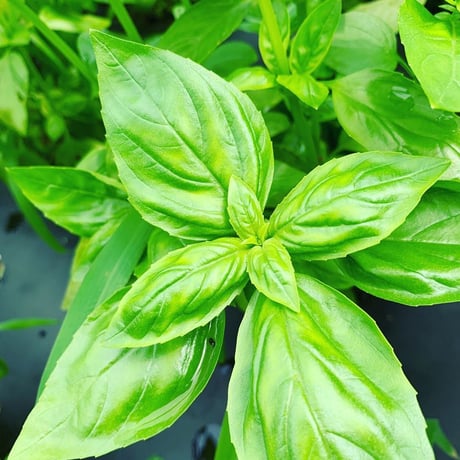 【有機JAS認証】農家直送 里山育ちの無農薬野菜セット【Sサイズ】